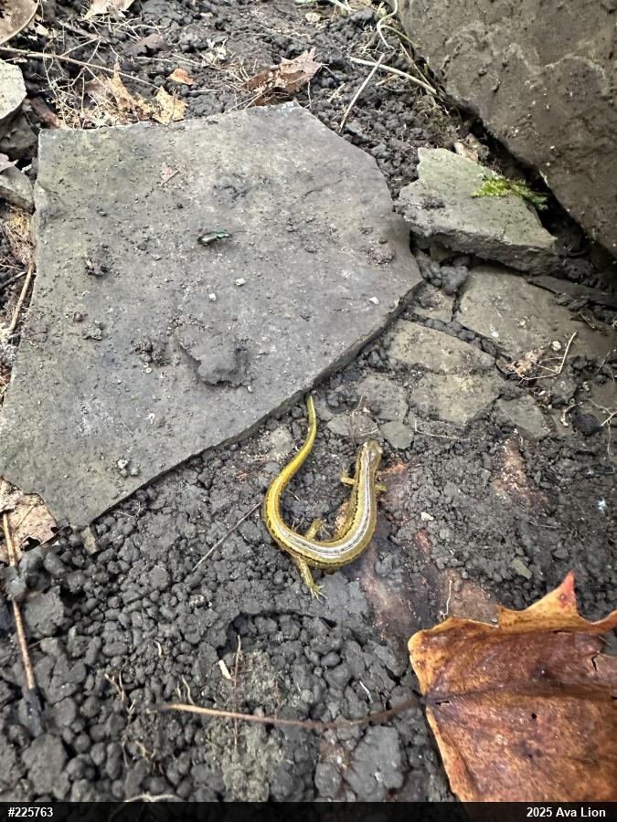 Northern Two-lined Salamander