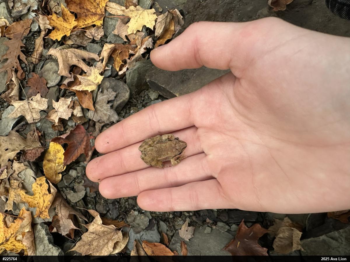 Wood Frog