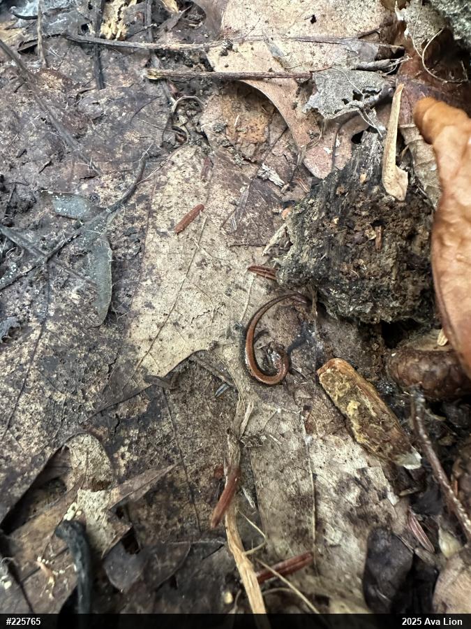 Eastern Red-backed  Salamander