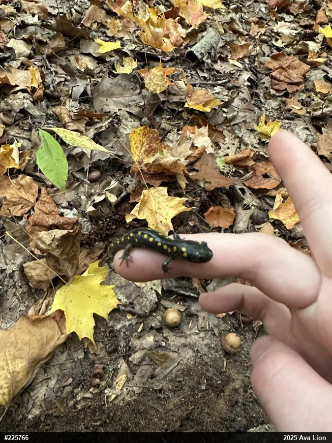 Spotted Salamander