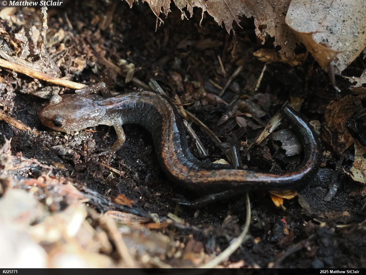 Eastern Red-backed  Salamander