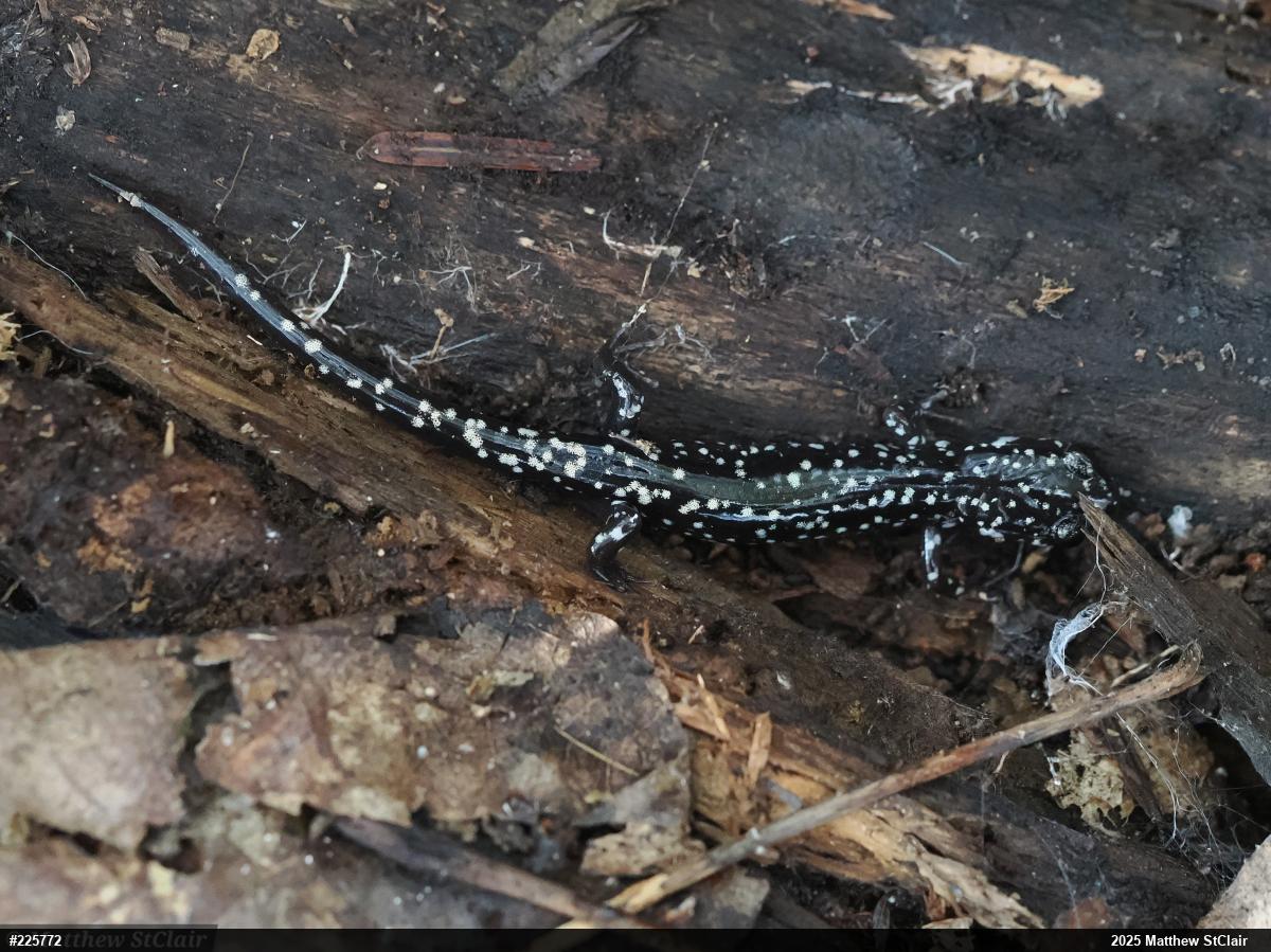 Northern Slimy Salamander