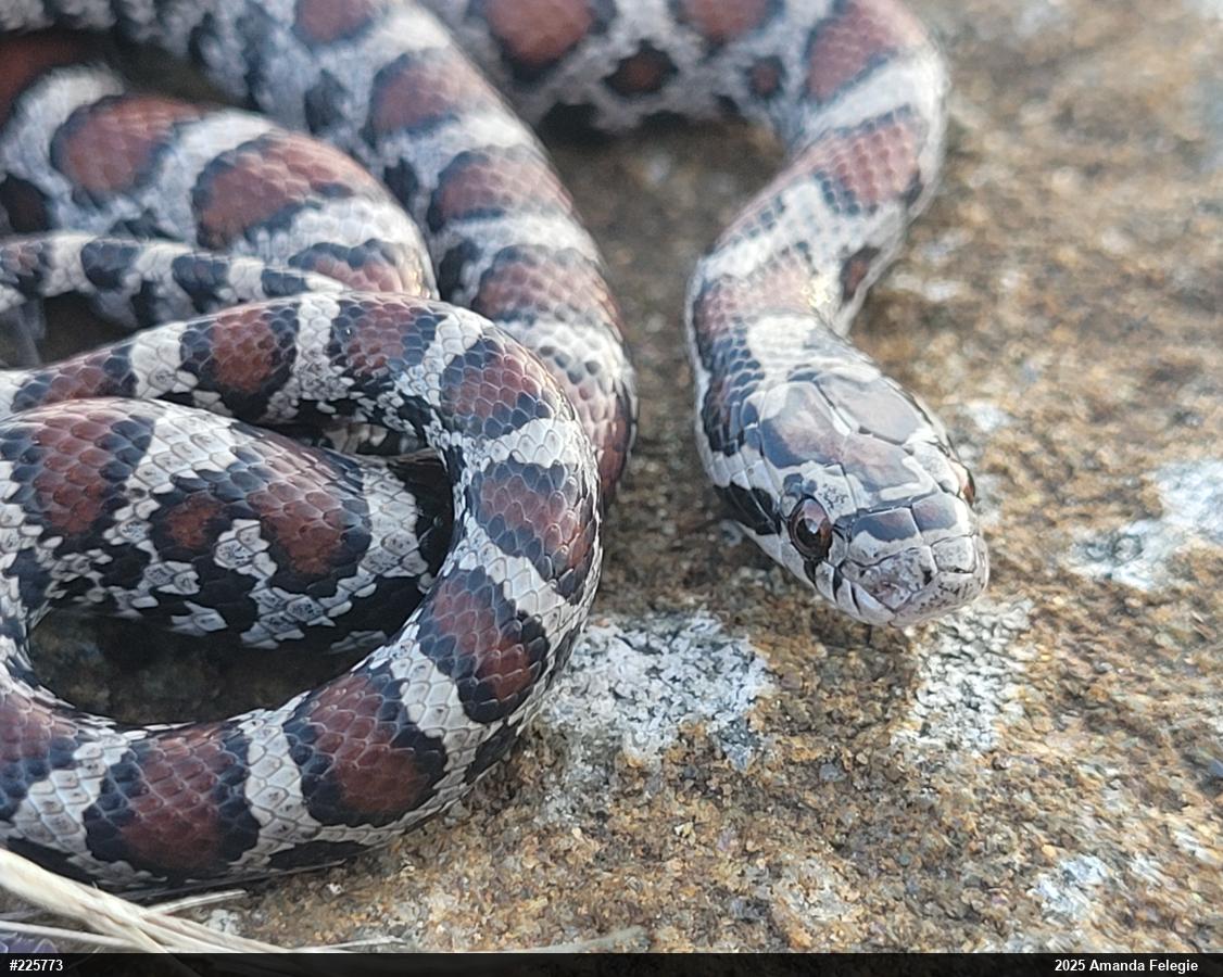 Eastern Milksnake