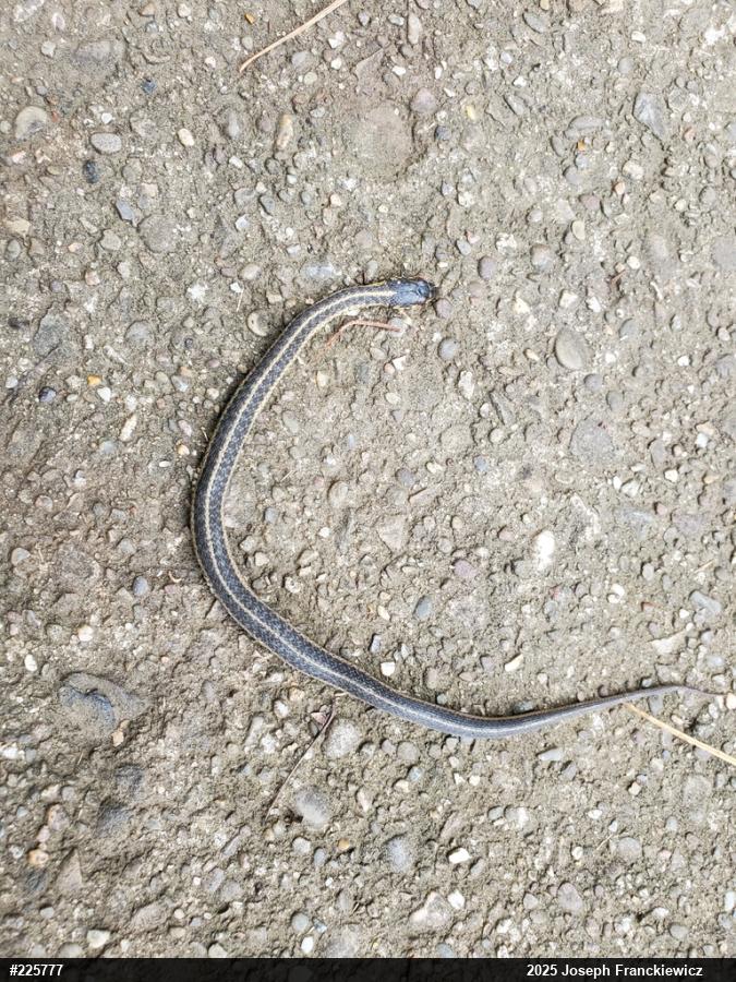 Eastern Gartersnake