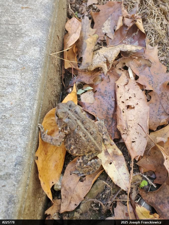 Eastern American Toad
