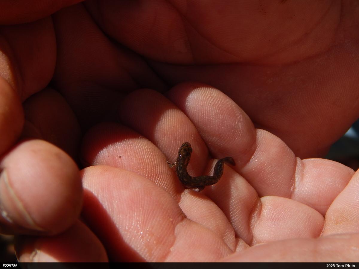 Northern Dusky Salamander