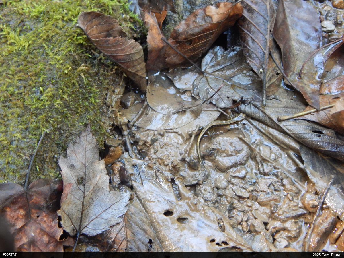 Northern Two-lined Salamander