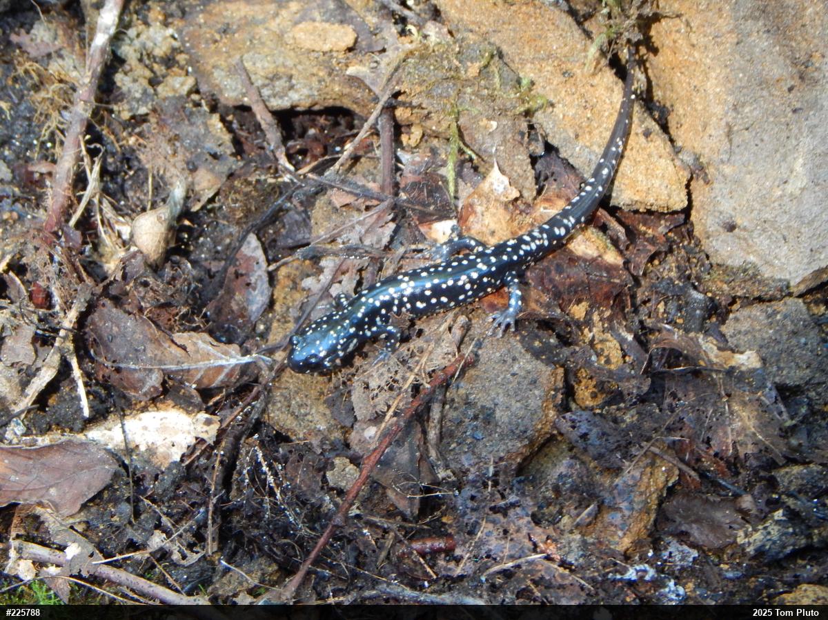 Northern Slimy Salamander