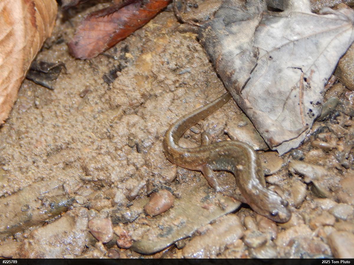 Northern Dusky Salamander