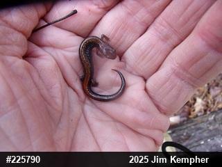 Eastern Red-backed  Salamander