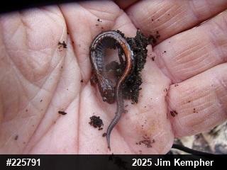 Eastern Red-backed  Salamander
