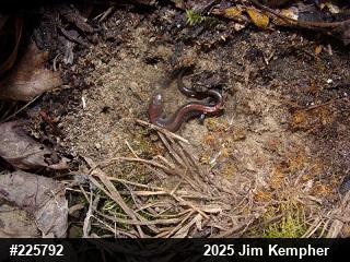 Eastern Red-backed  Salamander