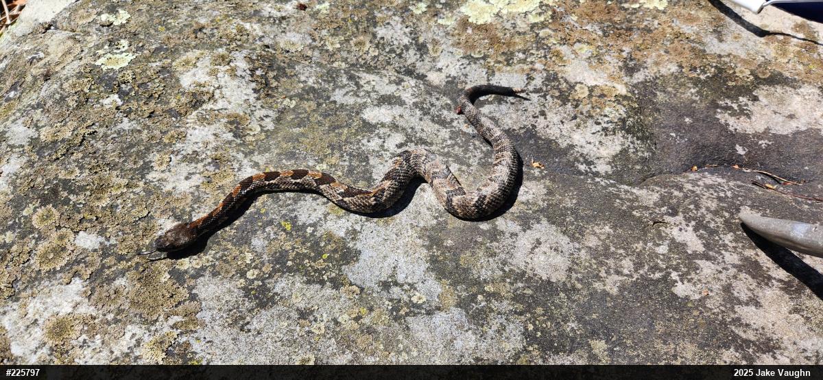 Timber Rattlesnake