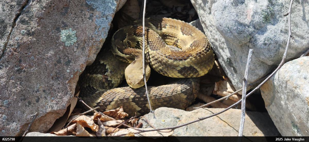 Timber Rattlesnake