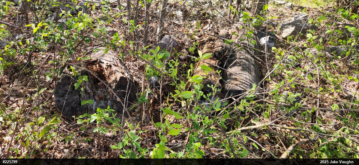 Timber Rattlesnake