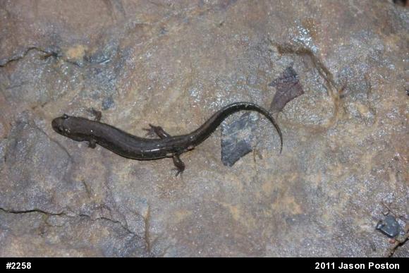 Northern Dusky Salamander