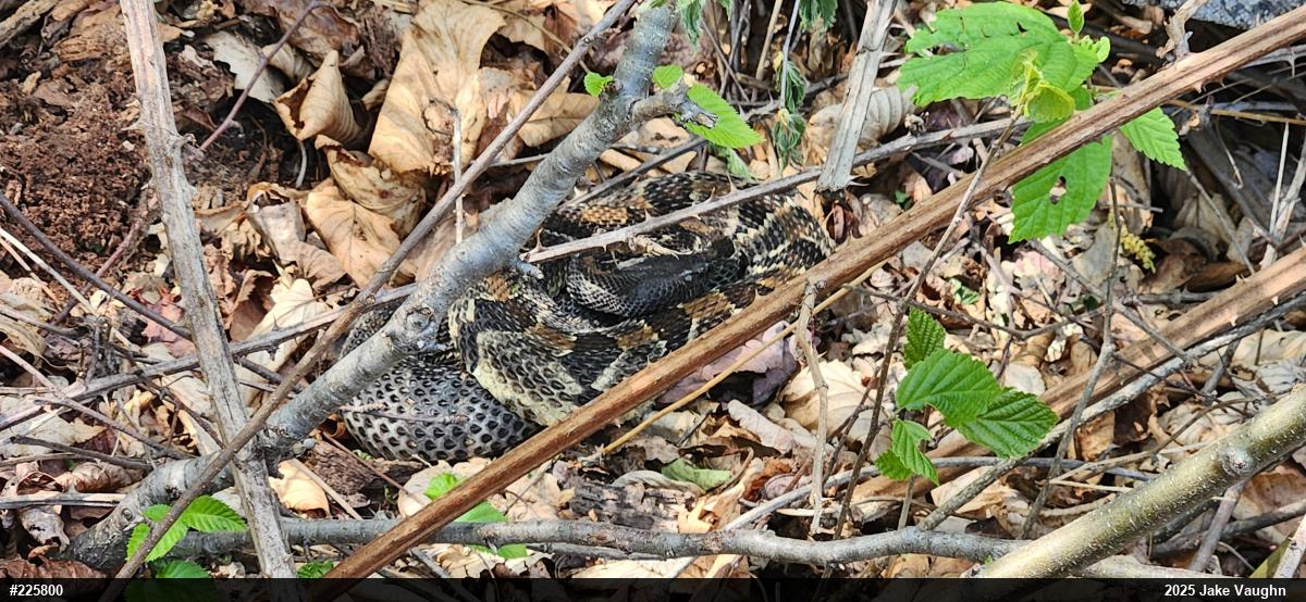 Timber Rattlesnake