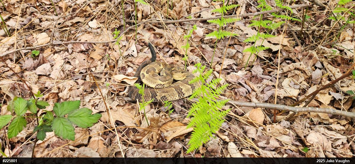 Timber Rattlesnake