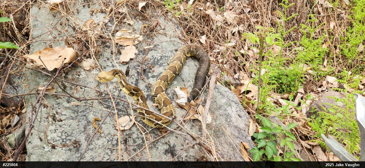 Timber Rattlesnake