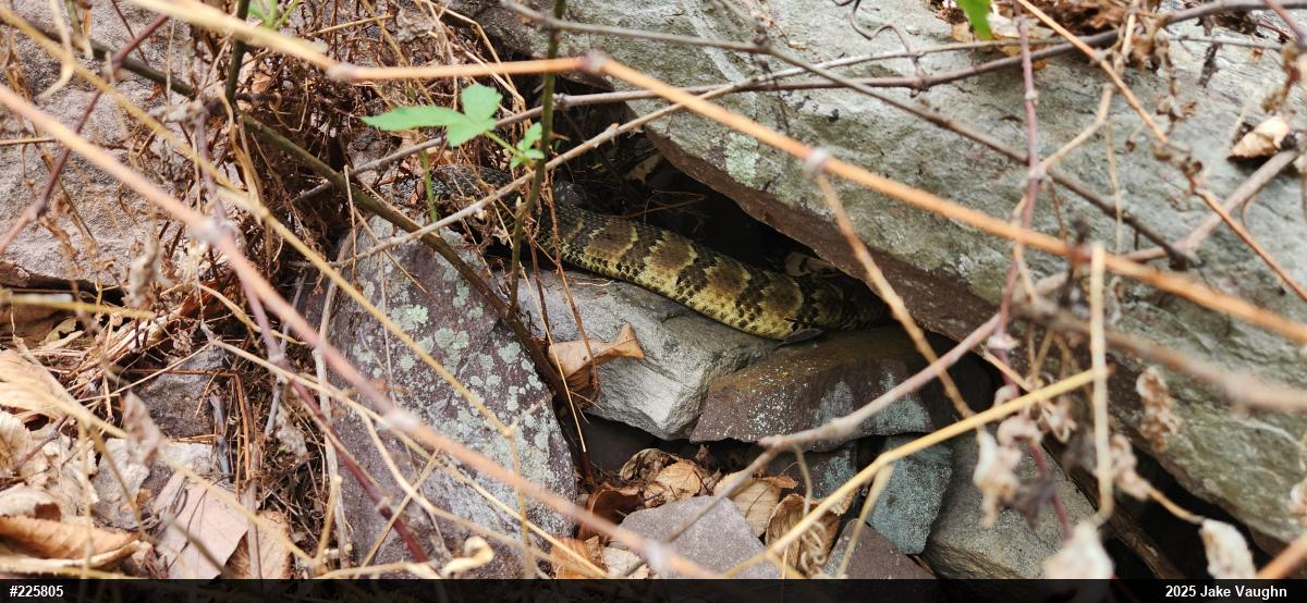 Timber Rattlesnake