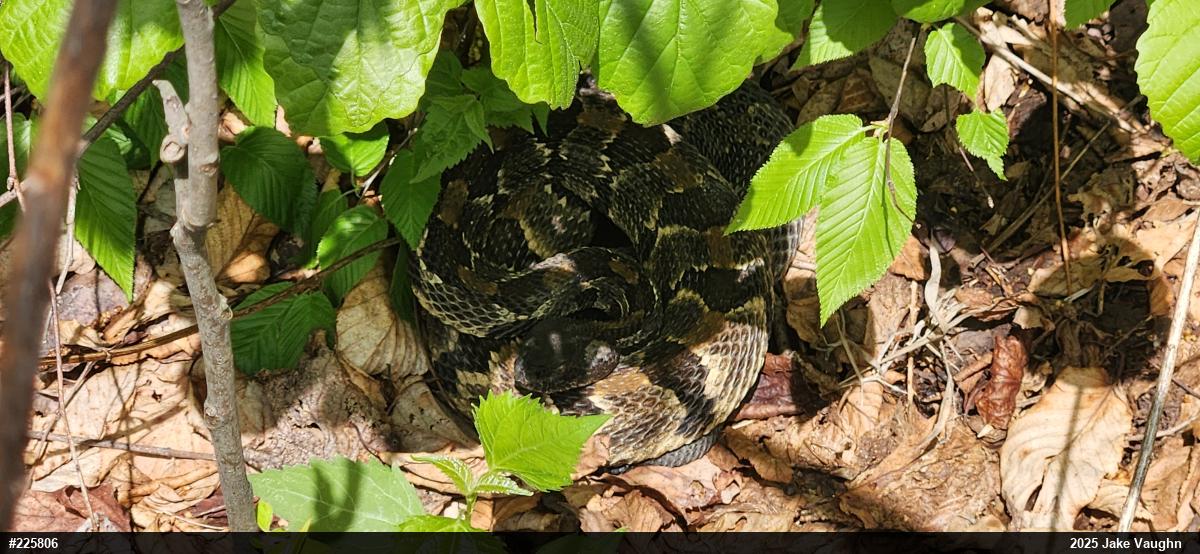 Timber Rattlesnake