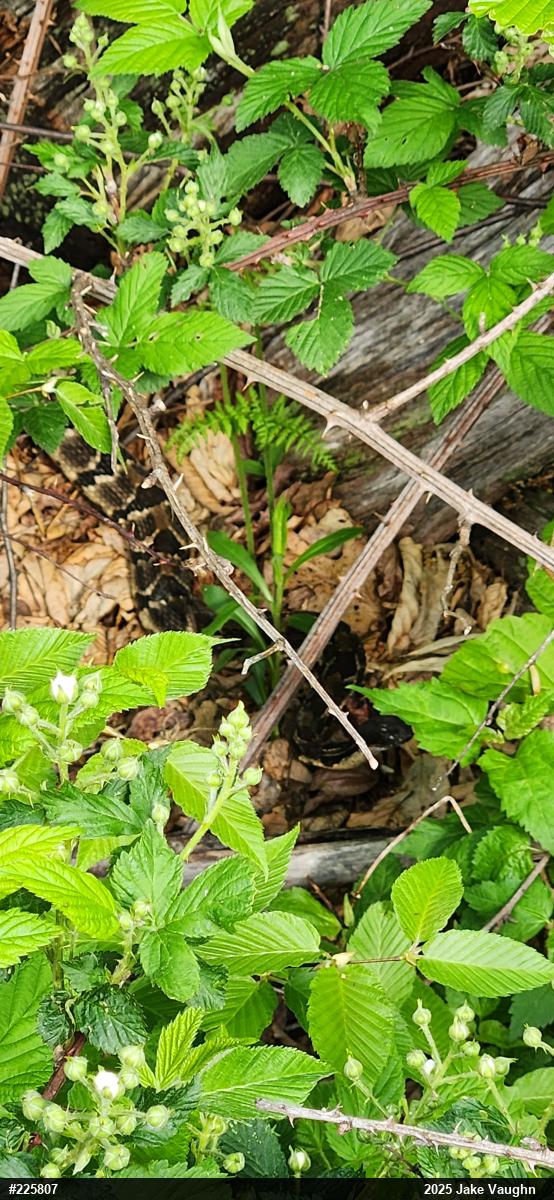 Timber Rattlesnake
