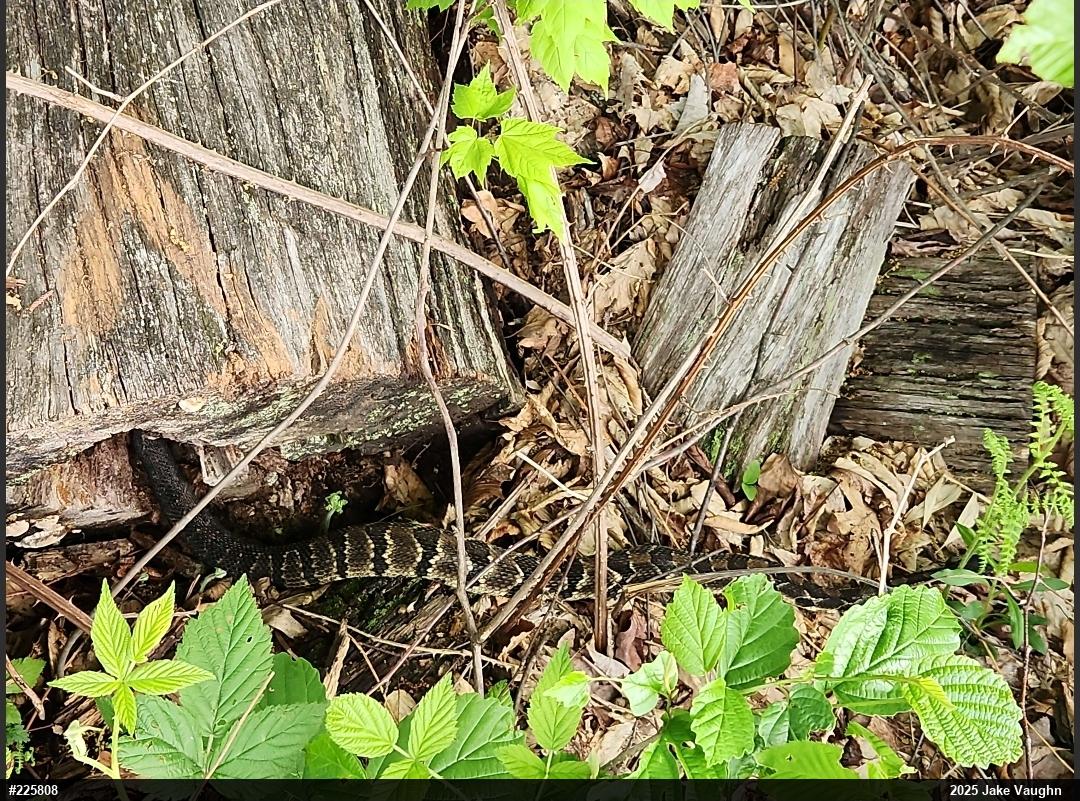 Timber Rattlesnake