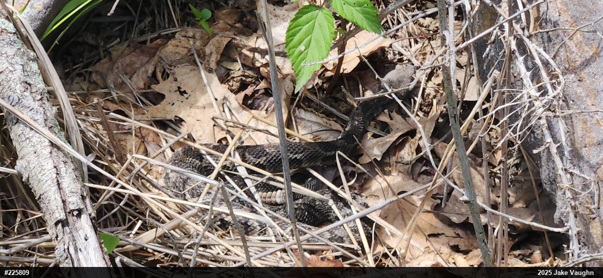 Timber Rattlesnake