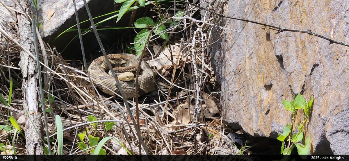 Timber Rattlesnake