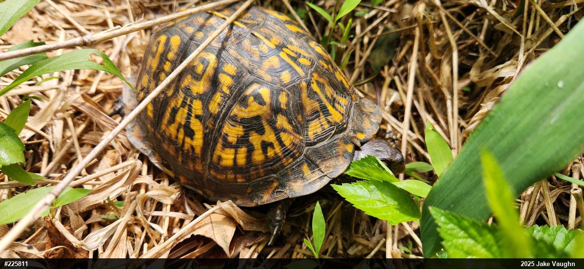 Eastern Box Turtle