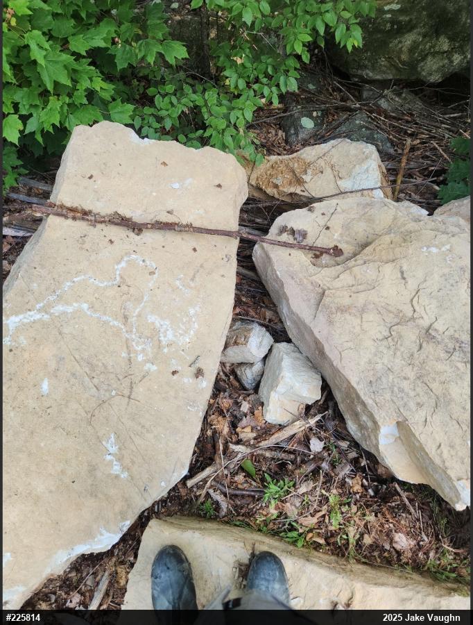 Timber Rattlesnake