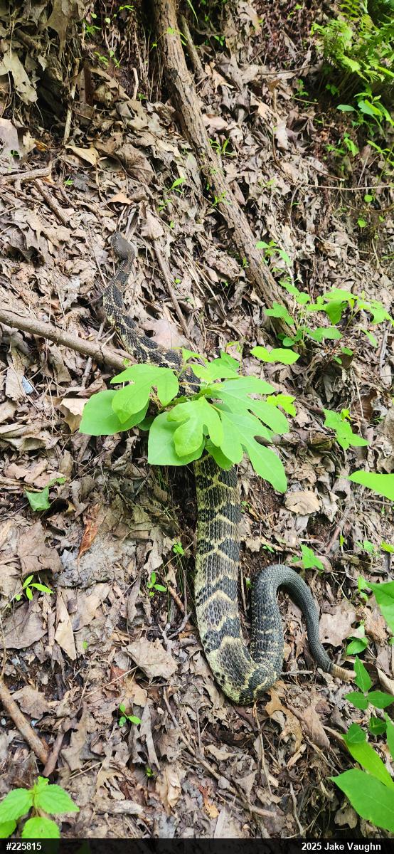 Timber Rattlesnake