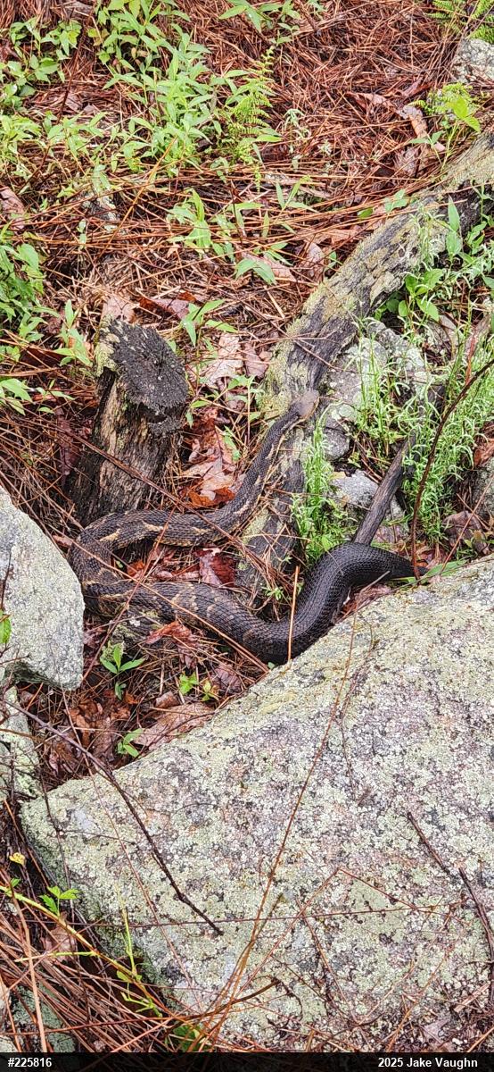 Timber Rattlesnake