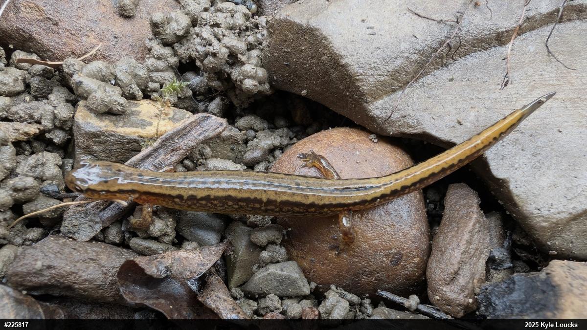Northern Two-lined Salamander