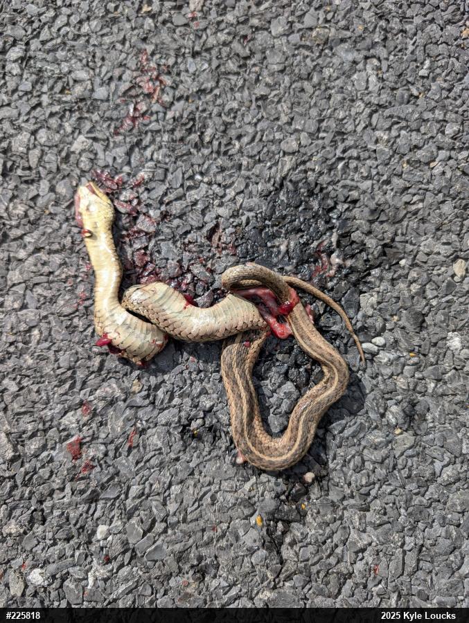 Eastern Gartersnake