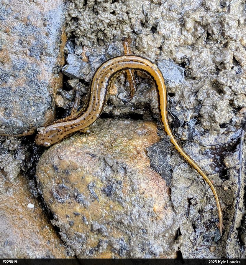 Northern Two-lined Salamander