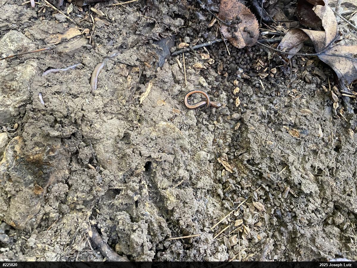 Eastern Red-backed  Salamander