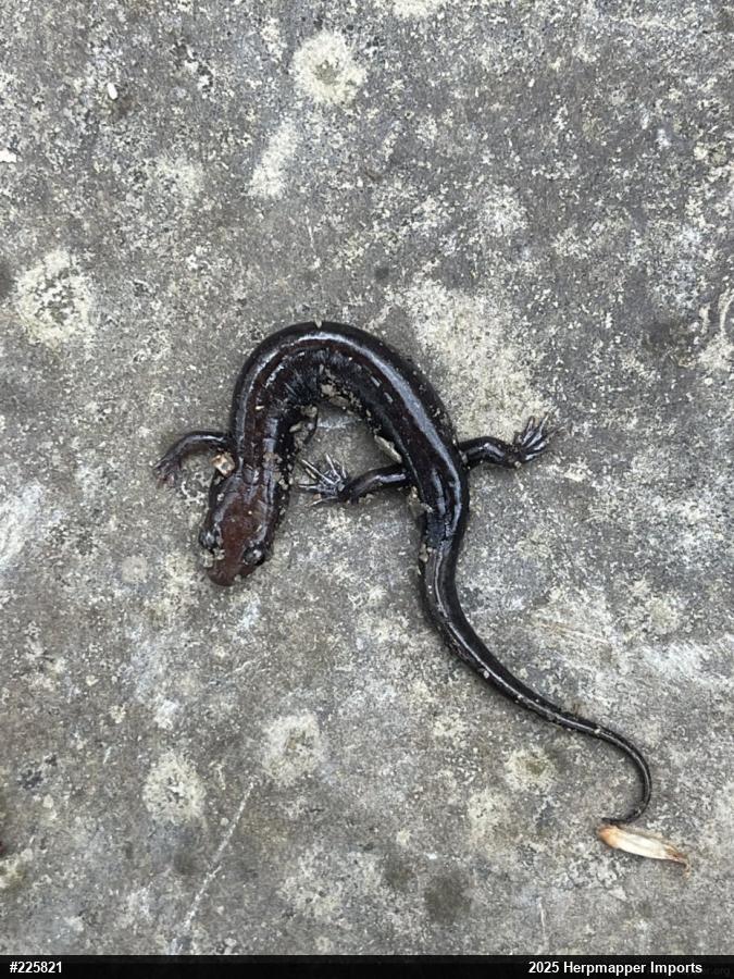 Allegheny Mountain Dusky Salamander