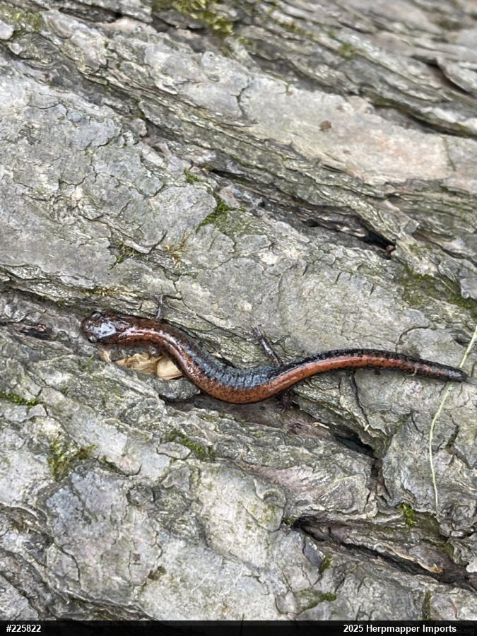 Eastern Red-backed  Salamander