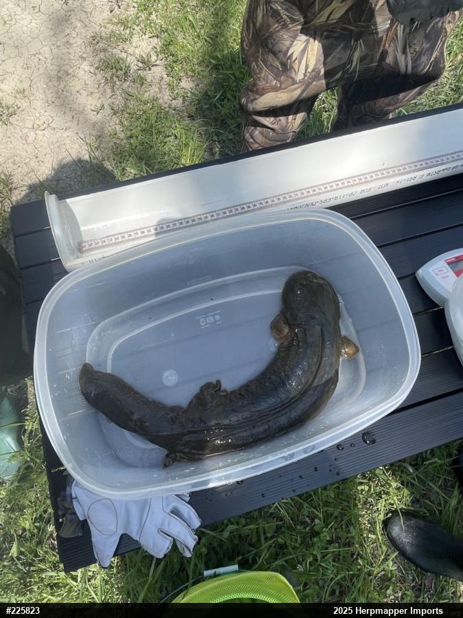 Eastern Hellbender