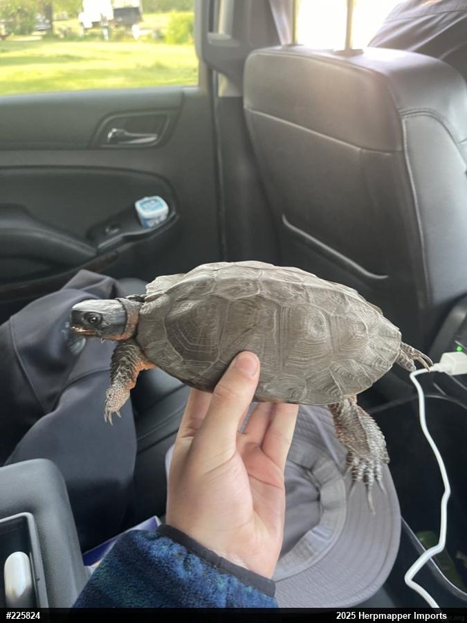 Wood Turtle