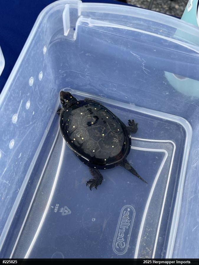 Spotted Turtle