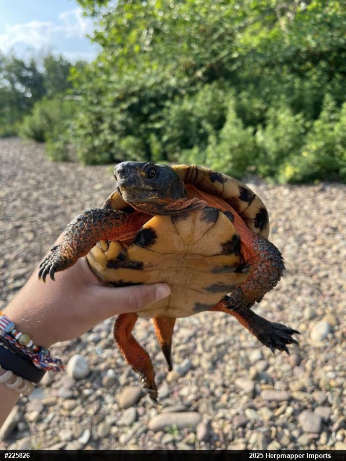 Wood Turtle