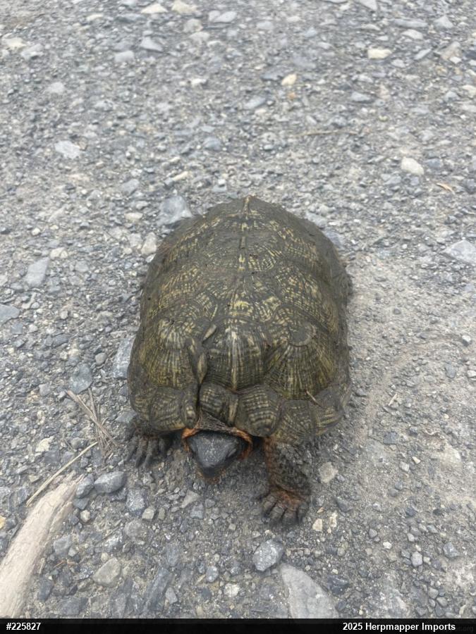 Wood Turtle