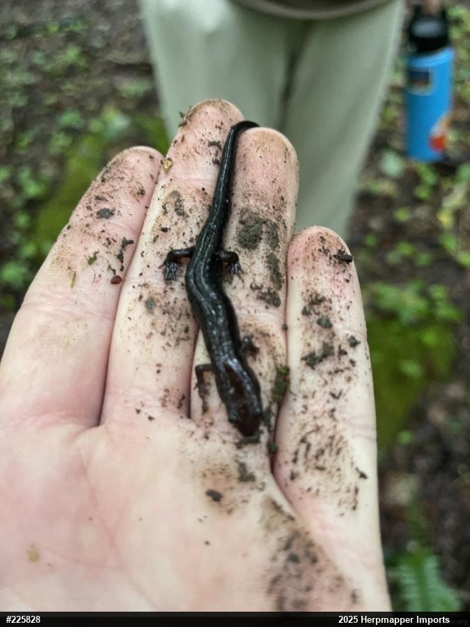 Allegheny Mountain Dusky Salamander