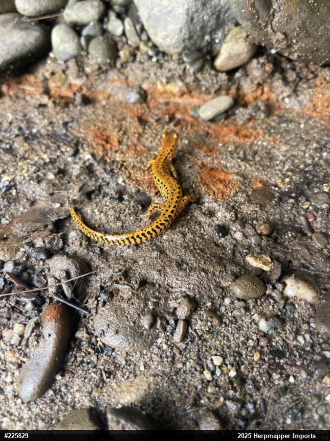 Eastern Long-tailed Salamander