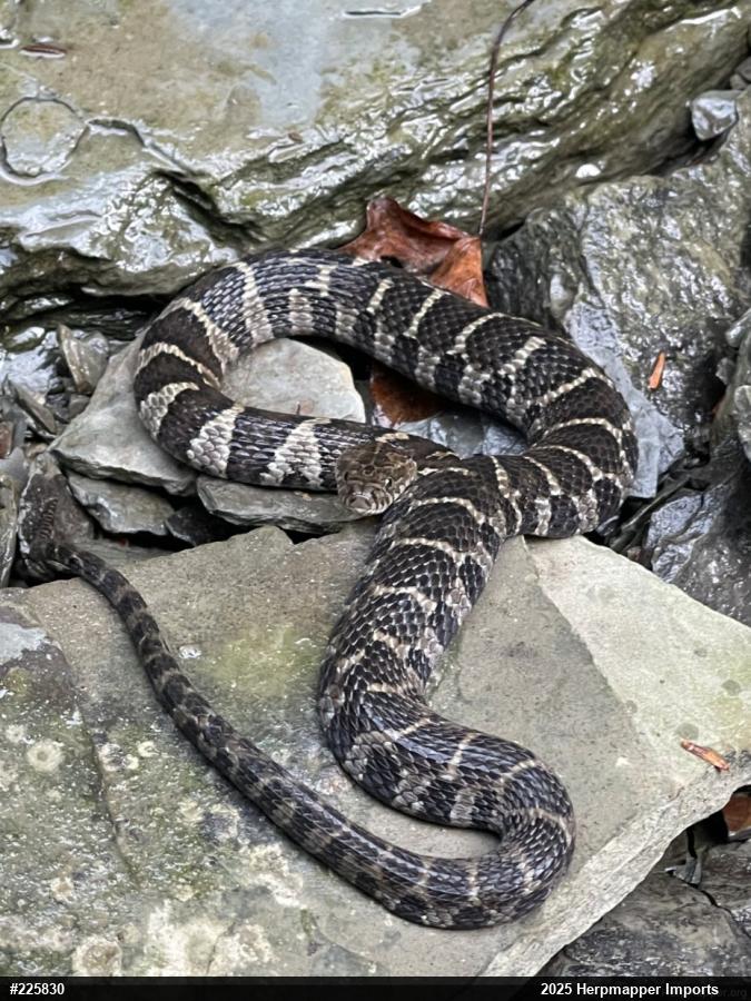 Northern Watersnake