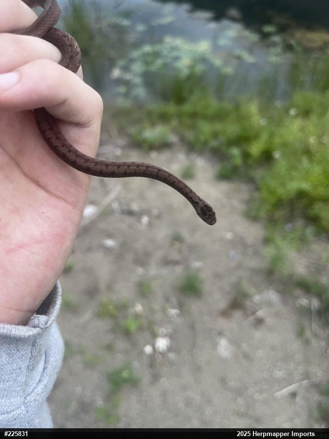 Dekay's Brownsnake
