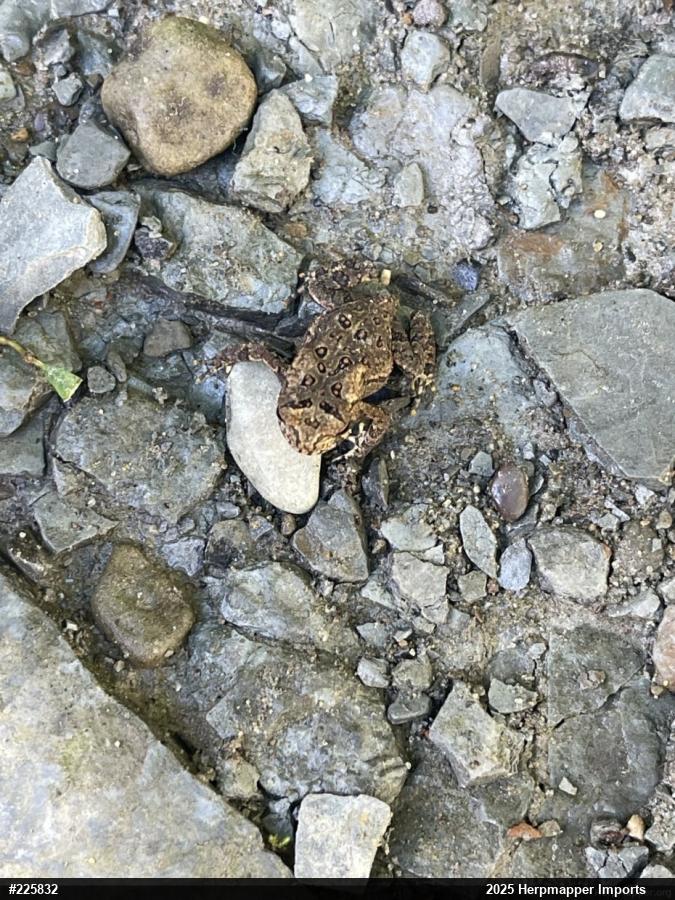 Eastern American Toad