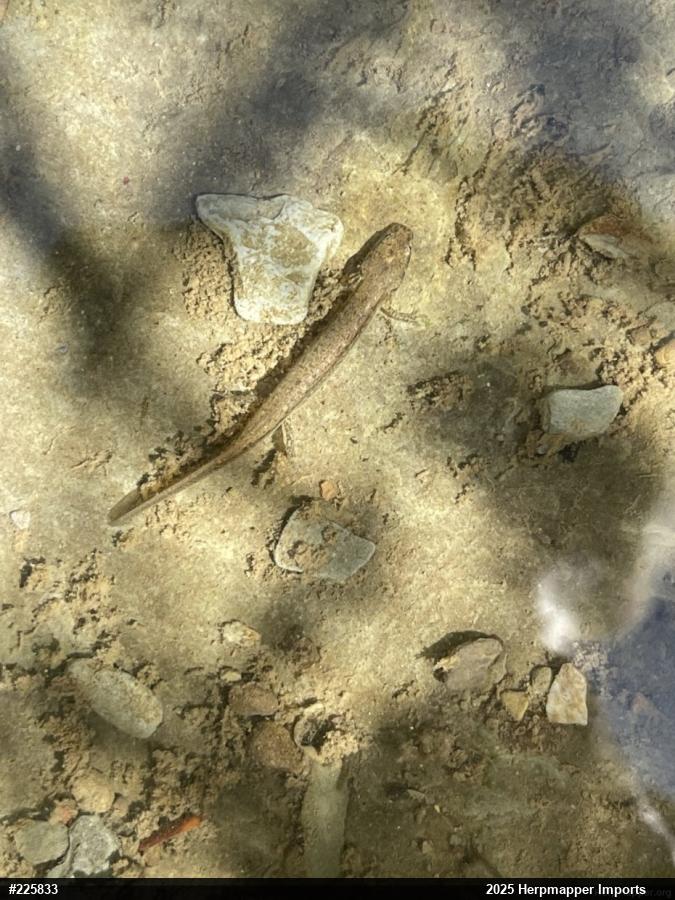 Northern Two-lined Salamander